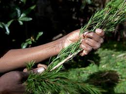 Tea tree Oil