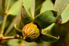 JoJoba Oil