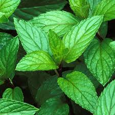 Natural Peppermint Oil Soap